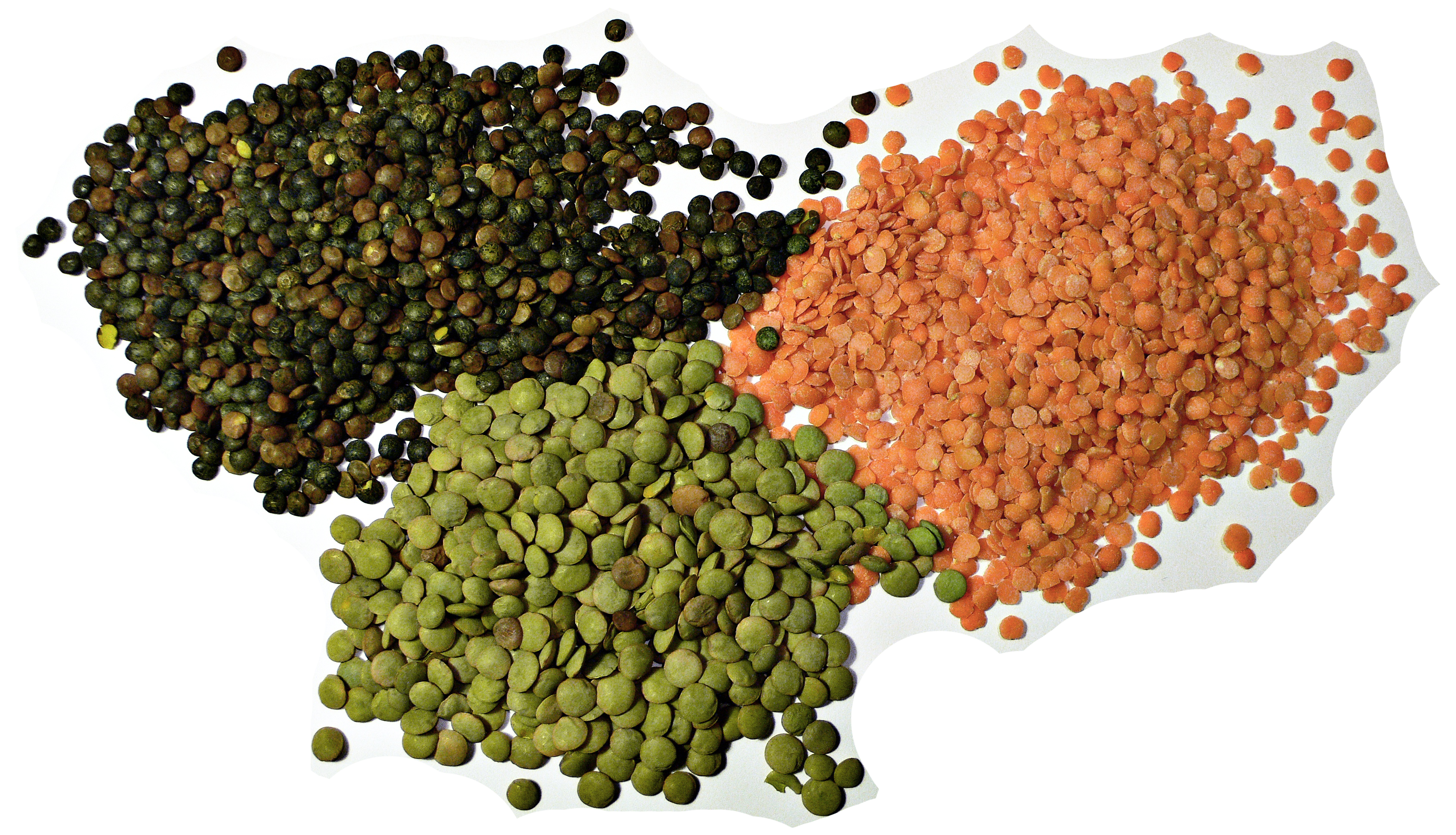 Canadian Lentils