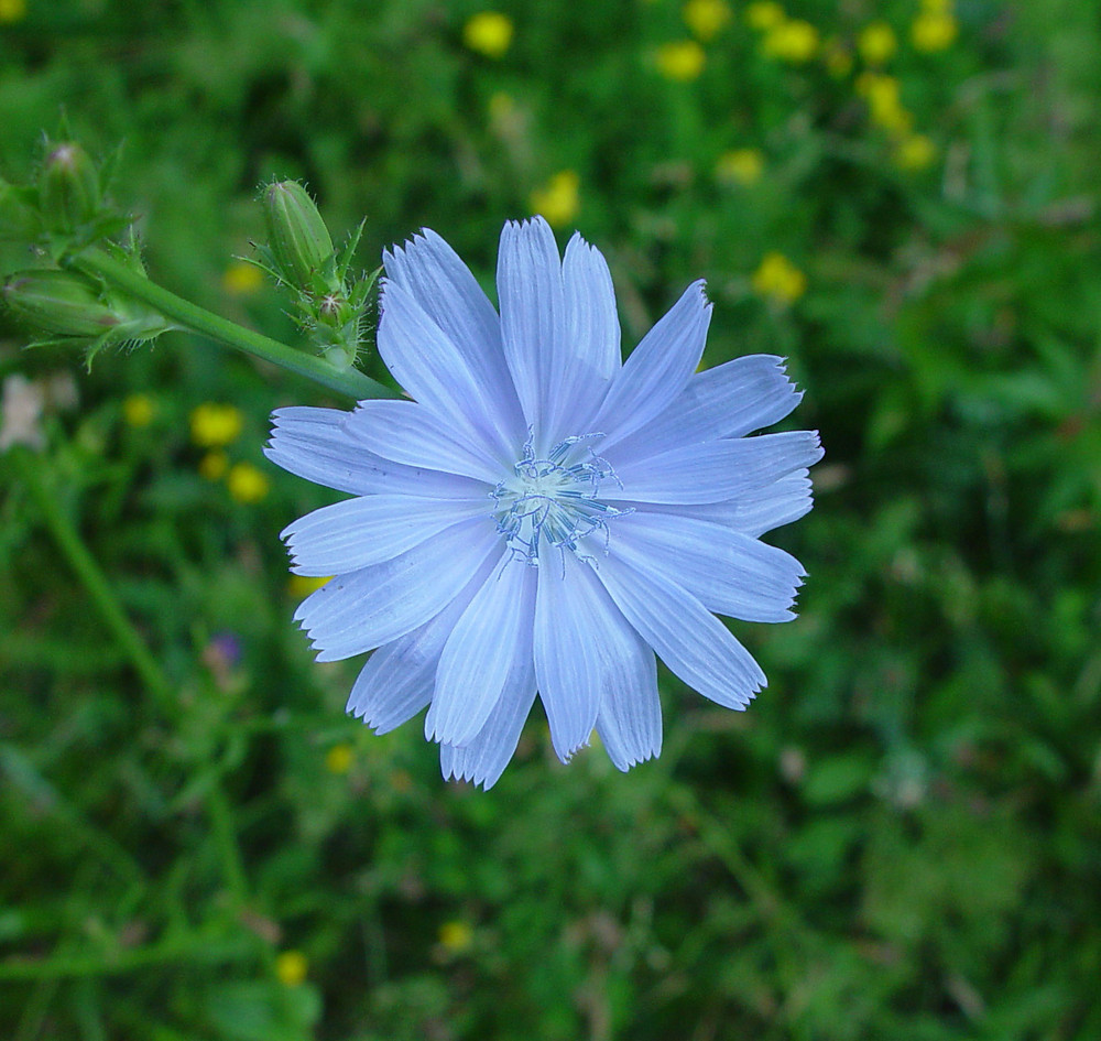 Chicory