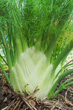 Fennel