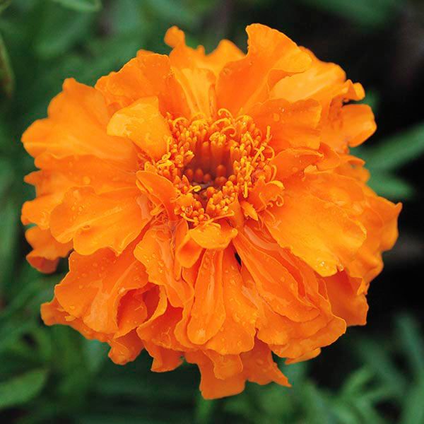 Marigold