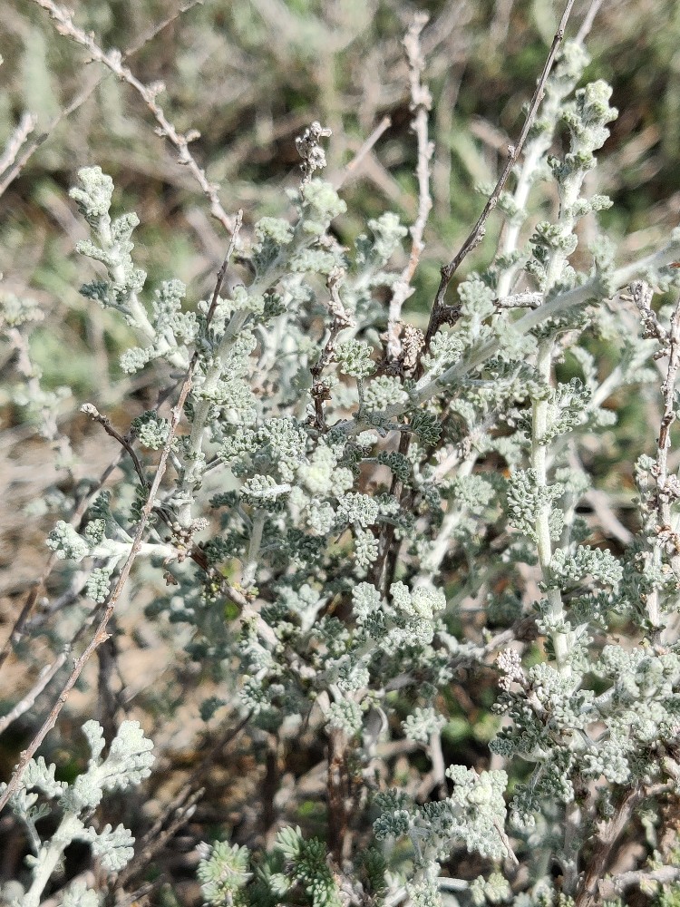 Wormwood